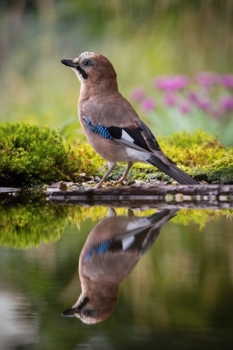 sojka obecná (Garrulus glandarius) Eurasian...