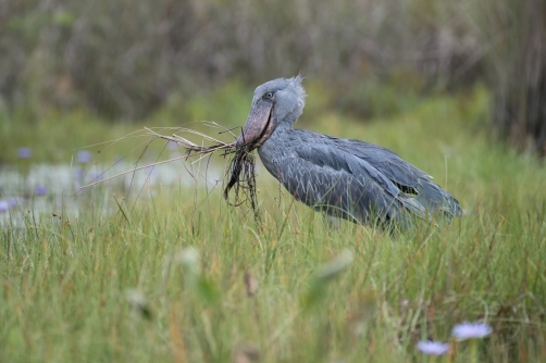 člunozobec africký (Balaeniceps rex)...