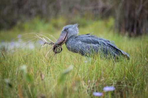 člunozobec africký (Balaeniceps rex)...