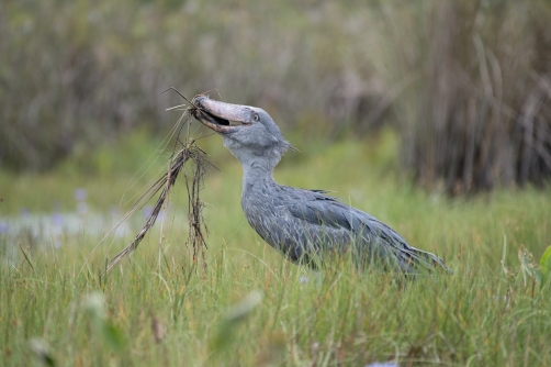 člunozobec africký (Balaeniceps rex)...