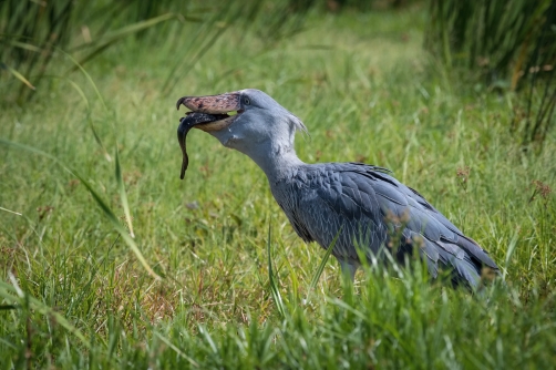 člunozobec africký (Balaeniceps rex)...