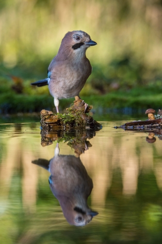 sojka obecná (Garrulus glandarius) Eurasian...