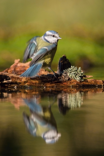 sýkora modřinka (Parus caeruleus) Eurasian...