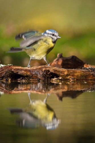 sýkora modřinka (Parus caeruleus) Eurasian...