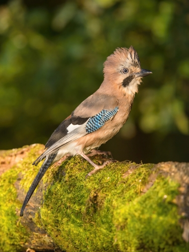 sojka obecná (Garrulus glandarius) Eurasian...