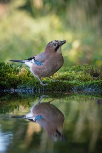 sojka obecná (Garrulus glandarius) Eurasian...