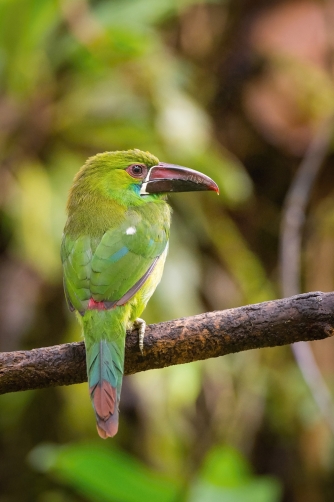 arassari karmínový (Aulacorhynchus...