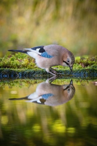 sojka obecná (Garrulus glandarius) Eurasian...