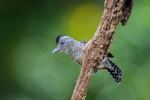 mravenčík zebrovitý (Thamnophilus...