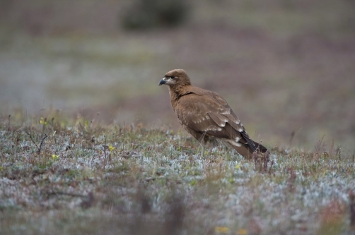 čimango andský (Phalcoboenus carunculatus)...