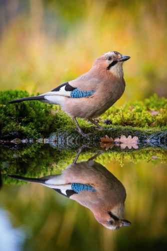 sojka obecná (Garrulus glandarius) Eurasian...