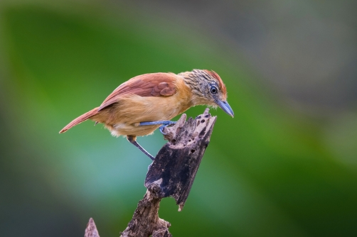 mravenčík zebrovitý (Thamnophilus...