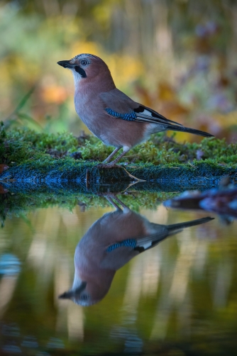 sojka obecná (Garrulus glandarius) Eurasian...