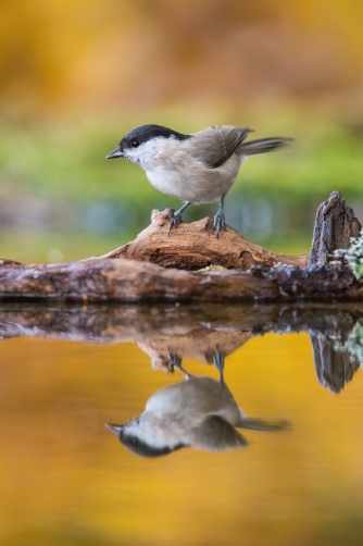 sýkora babka (Parus palustris) Marsh tit