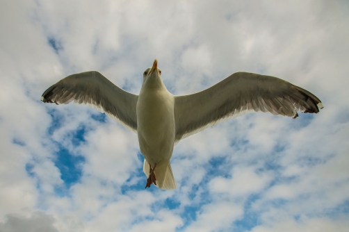 racek stříbřitý (Larus argentatus)...