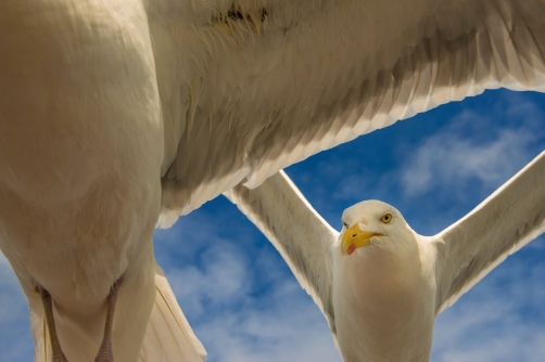 racek stříbřitý (Larus argentatus)...