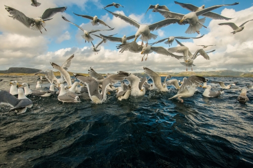 racek stříbřitý (Larus argentatus)...