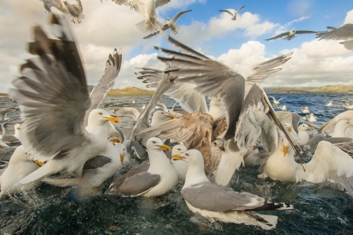 racek stříbřitý (Larus argentatus)...