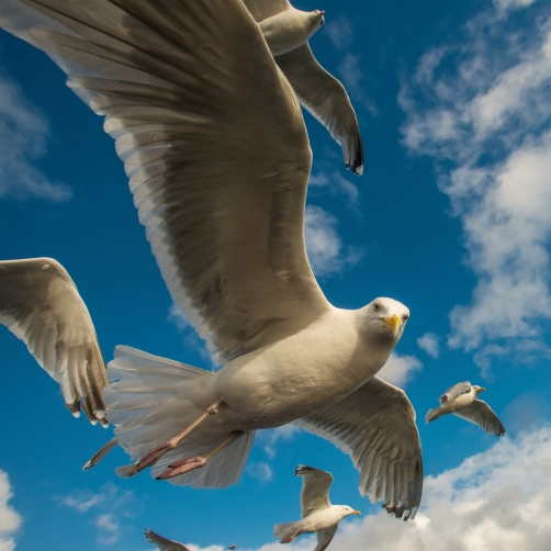 racek stříbřitý (Larus argentatus)...