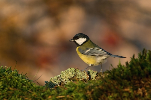 sýkora koňadra (Parus major) Great tit