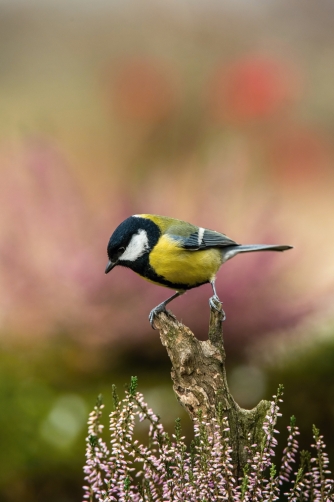 sýkora koňadra (Parus major) Great tit