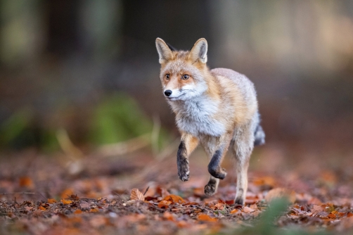 liška obecná (Vulpes vulpes) Red fox