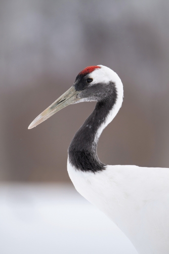 jeřáb mandžuský (Grus japonensis)...