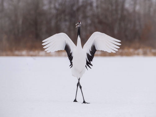 jeřáb mandžuský (Grus japonensis)...