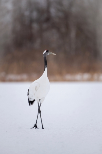 jeřáb mandžuský (Grus japonensis)...