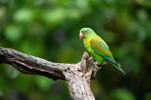 papoušek tovi (Brotogeris jugularis)...