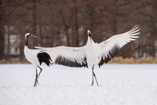 jeřáb mandžuský (Grus japonensis)...