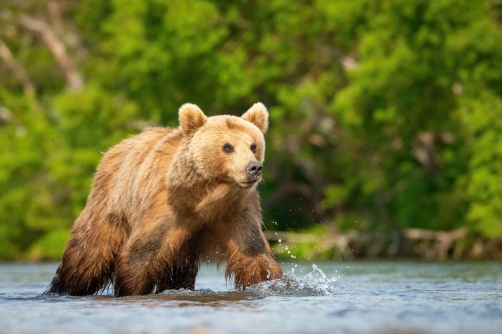 medvěd hnědý kamčatský (Ursus arctos...