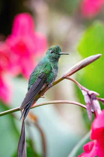 kolibřík Saucerottův (Amazilia...