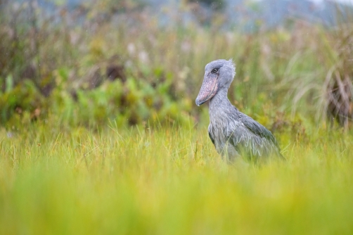 člunozobec africký (Balaeniceps rex)...