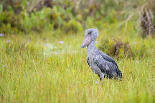 člunozobec africký (Balaeniceps rex)...