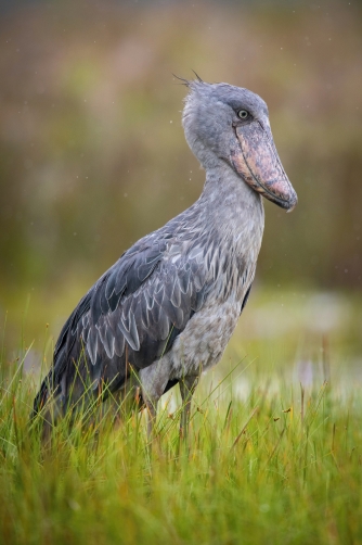 člunozobec africký (Balaeniceps rex)...