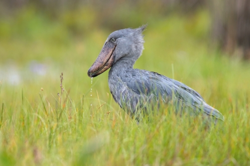 člunozobec africký (Balaeniceps rex)...