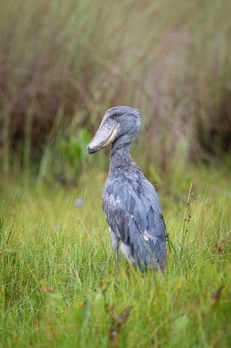 člunozobec africký (Balaeniceps rex)...