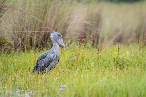 člunozobec africký (Balaeniceps rex)...