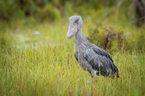 člunozobec africký (Balaeniceps rex)...