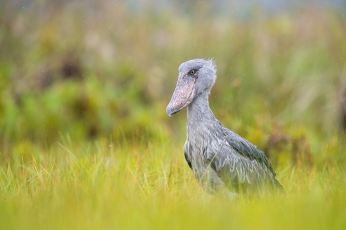 člunozobec africký (Balaeniceps rex)...