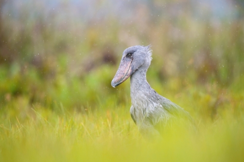 člunozobec africký (Balaeniceps rex)...