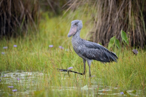 člunozobec africký (Balaeniceps rex)...