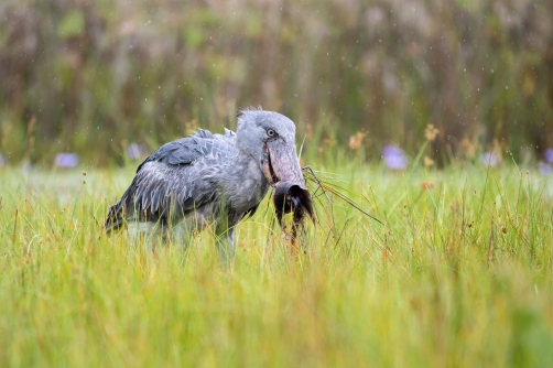 člunozobec africký (Balaeniceps rex)...