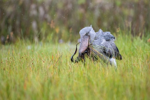 člunozobec africký (Balaeniceps rex)...