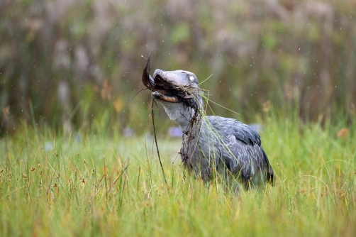 člunozobec africký (Balaeniceps rex)...