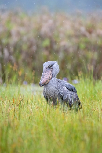 člunozobec africký (Balaeniceps rex)...