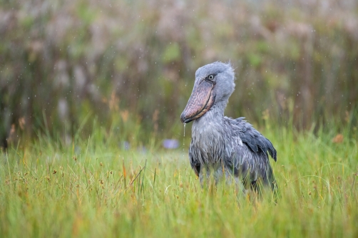 člunozobec africký (Balaeniceps rex)...