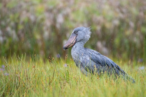 člunozobec africký (Balaeniceps rex)...