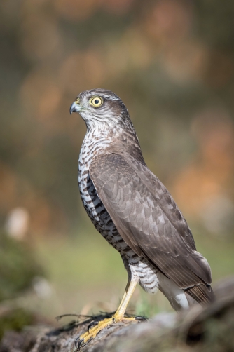 krahujec obecný (Accipiter nisus) Eurasian...